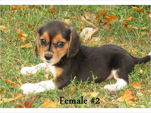 Xmas Beagle Puppies Ready Now - Singapore Pets Listing Xmas Beagle Puppies Ready Now - Singapore Pets Listings | Sg Pets